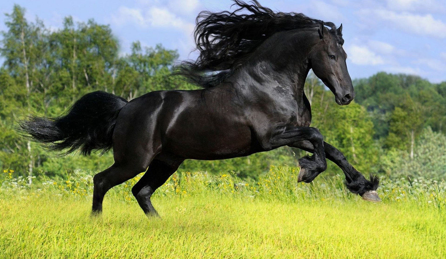 Horse Spell